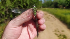 Anax imperator