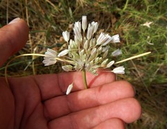 Allium diomedeum