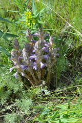 Phelipanche caesia