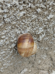 Helix pomatia