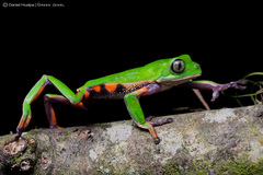 Callimedusa ecuatoriana