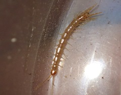 Pokabius disantus