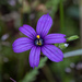 Hitchcock's Blue-eyed Grass - Photo (c) Jeff Ward, some rights reserved (CC BY-NC-SA), uploaded by Jeff Ward