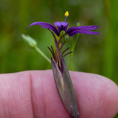 Sisyrinchium hitchcockii