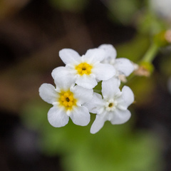 Plagiobothrys figuratus