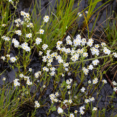 Plagiobothrys figuratus