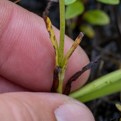 Plagiobothrys figuratus