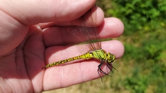 Aeshna affinis