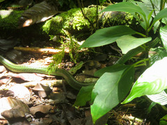 Mastigodryas danieli