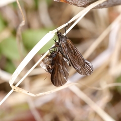 Empis borealis