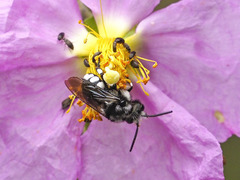 Melecta curvispina