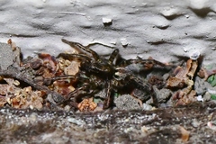 Allocosa subparva