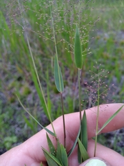 Dichanthelium leucothrix