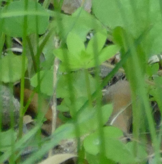 Galium mexicanum