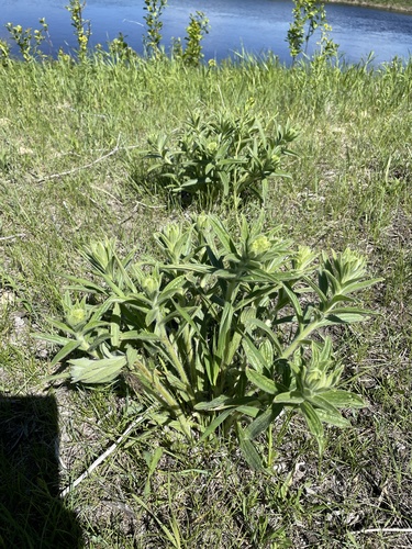 western false gromwell