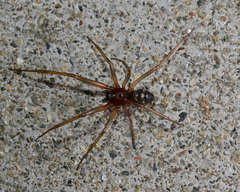 Steatoda grossa