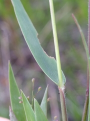 Dichanthelium leucothrix