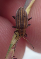 Neolochmaea dilatipennis