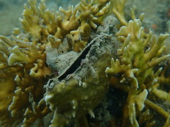 Pteria colymbus
