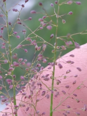 Dichanthelium leucothrix