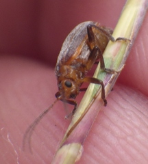 Neolochmaea dilatipennis