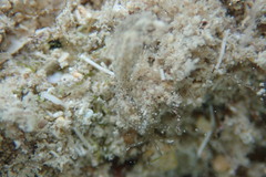 Synaptula hydriformis