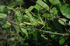 Ipomoea violacea