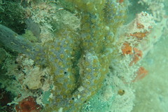 Umimayanthus parasiticus