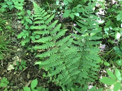 Dryopteris × boottii