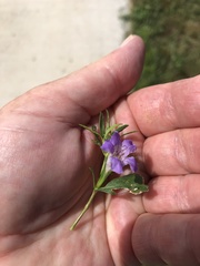 Dyschoriste linearis