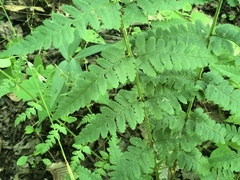 Dryopteris × boottii