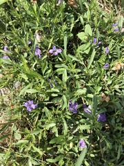 Dyschoriste linearis