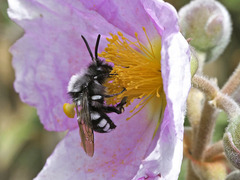 Melecta curvispina