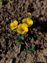 Oxalis perdicaria