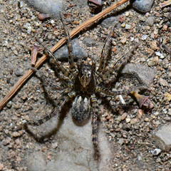 Allocosa subparva