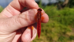 Crocothemis erythraea