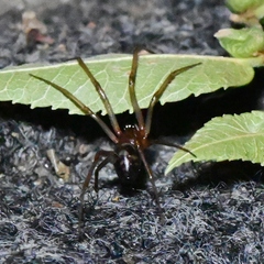 Steatoda grossa