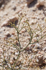 Eriogonum brachyanthum