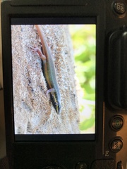 Trachylepis quinquetaeniata