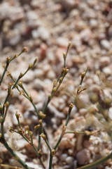 Eriogonum brachyanthum