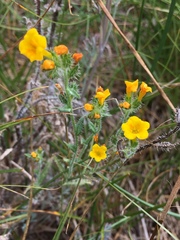 Amsinckia spectabilis