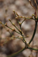 Eriogonum brachyanthum