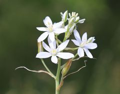 Ornithogalum comosum