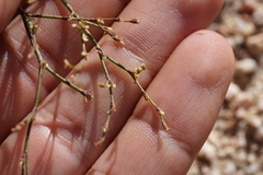Eriogonum brachyanthum