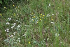 Ornithogalum comosum
