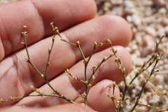 Eriogonum brachyanthum