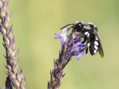 Melecta curvispina