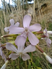 Saponaria officinalis
