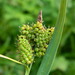 Raynold's Sedge - Photo (c) mhays, some rights reserved (CC BY-NC), uploaded by mhays