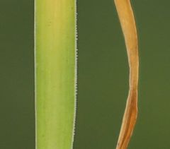 Ornithogalum comosum